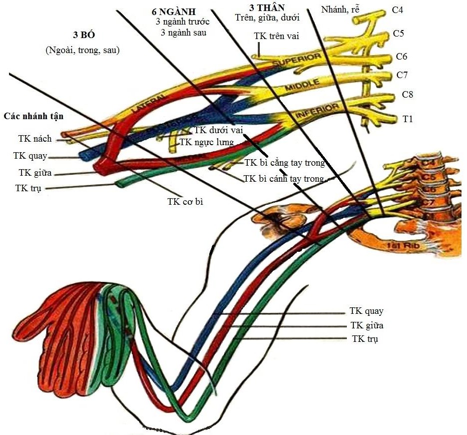 Tê đám rối thần kinh cánh tay: Nguyên nhân, triệu chứng và cách điều trị hiệu quả